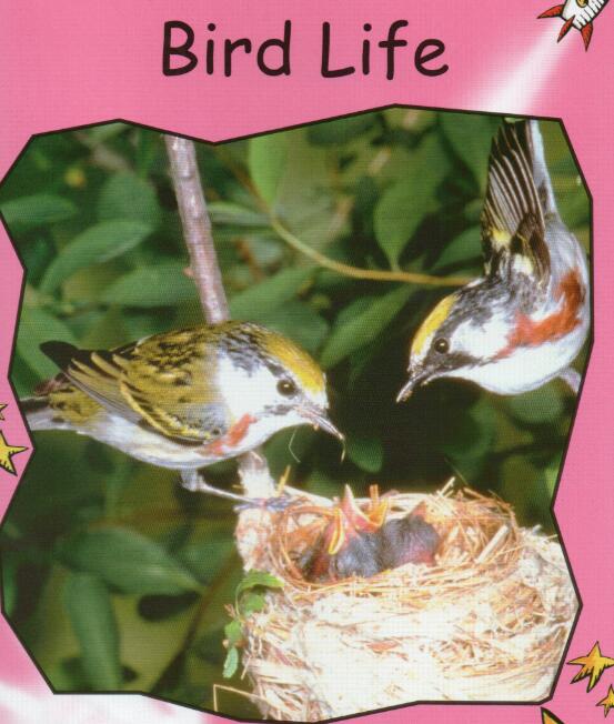 《Bird Life》红火箭分级绘本pdf资源免费下载