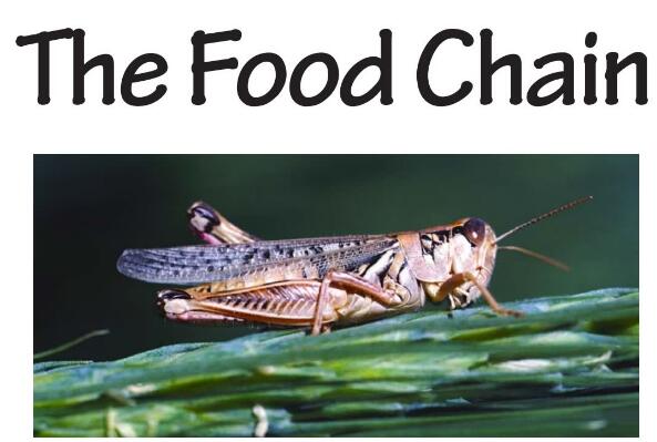 《The Food Chain》RAZ绘本翻译及pdf资源下载