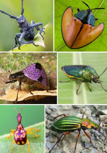 《Meet the Beetles》raz分级阅读绘本pdf资源下载