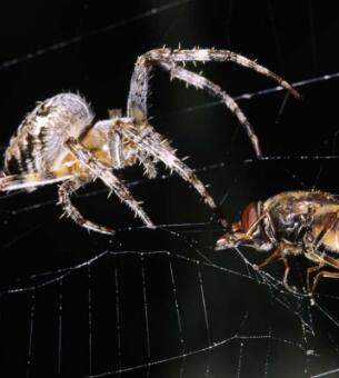 《The Spider's Web》raz绘本翻译及pdf资源下载