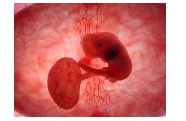 怀孕2个月:胎儿的心脏开始跳动